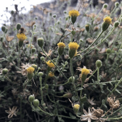 Jesus seeks protection for rare California daisy