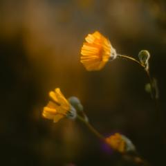 Macro shot of a poppy taken in the desert of California at sunset.