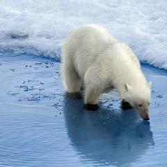 The key to halting climate change: admit we can't save everything