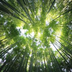 A view looking up from below at a forest of green trees with sunlight shining through treetops