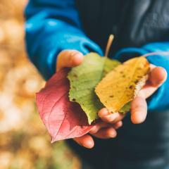 A child in a blue jacket holds three leaves, one red, one green and one yellow.