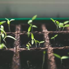 A close up of plants sprouting out of seed starter planters. 