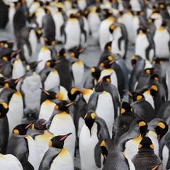 Brooks authors paper exploring highly effective management of world's largest Marine Protected Area