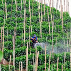 Photo: Neil Palmer / CIAT
