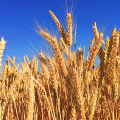 A close up of wheat in a field against a blue sky