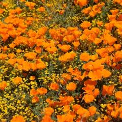 Saving the Super Bloom: Why California’s Wildflowers Are Under Siege