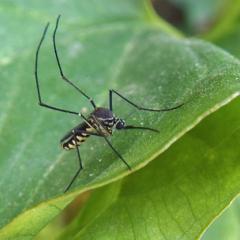 Community Engagement on Mosquito Control