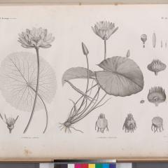 A black and white illustration of lotus plants from the New York Library’s rare book collection. 