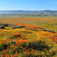 Landscape view of blooming flowers at Antelope Valley California Poppy Reserve, USA
