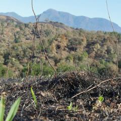 At Santa Rosa's Pepperwood Preserve, nature rebounds from massive wildfire