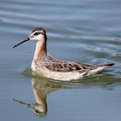 Working group convened on phalarope conservation