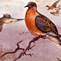 The Passing of a Pigeon