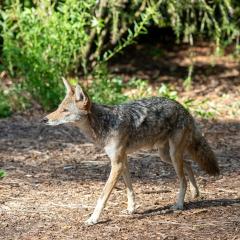 A coyote in the San Francisco Botanical Garden. Photo: Richard Stovall / Unsplash