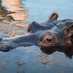 Subalusky co-authors study on hippo poop creating community guts in African pools