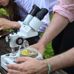 Close up shot of two people using microscopes on an outdoor bench.