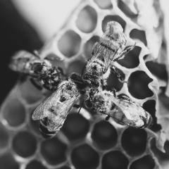 A black and white photo of four bees touching heads on top of their honeycomb. 