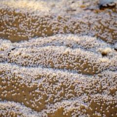 iny plastic pellets rest in wave patterns on a beach, mixed with other beach debris.