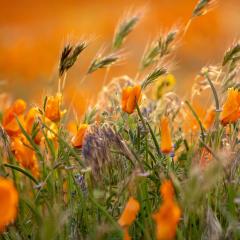 Closeup of orange-petaled flowers and tufts of grass