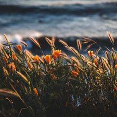 Jesus gives Wildflower Bloom and Bust Cycles talk on April 22