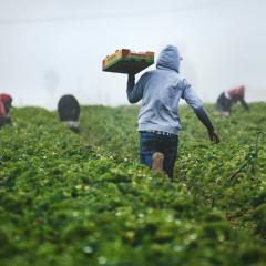 A man in a grey hoodie and jeans holds a crate of harvested strawberries and runs down a farm field where other workers are picking. 