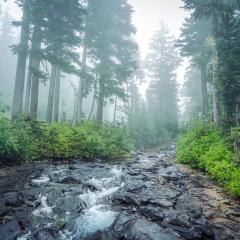 A stream and trees in mist at Mt Rainier National Park