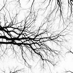 A black and white photo of black tree branches on a white sky, seen looking up from below