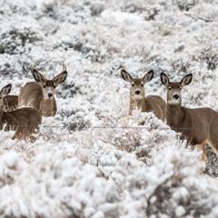 Don’t hike so close to me: How the presence of humans can disturb wildlife