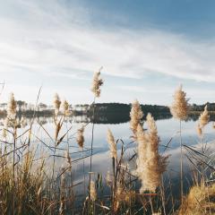 A calm lake is in the background under a blue sky with white clouds, seen through brown grass stems.