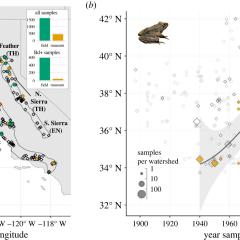 Figure 1. Distribution of R. boylii samples assayed for Bd infection. Diamonds show museum samples (collected 1897–2005), circles show field samples (2005–2021). Filled symbols indicate Bd-positive samples. (a) Sampling locations across California and Oregon, USA. Symbols overlap in some localities; see inset barplots for sample sizes. Rana boylii clades are outlined and labelled, with California Endangered Species Act status abbreviated in parentheses: SSC = Species of Special Concern, TH = Threatened, EN 