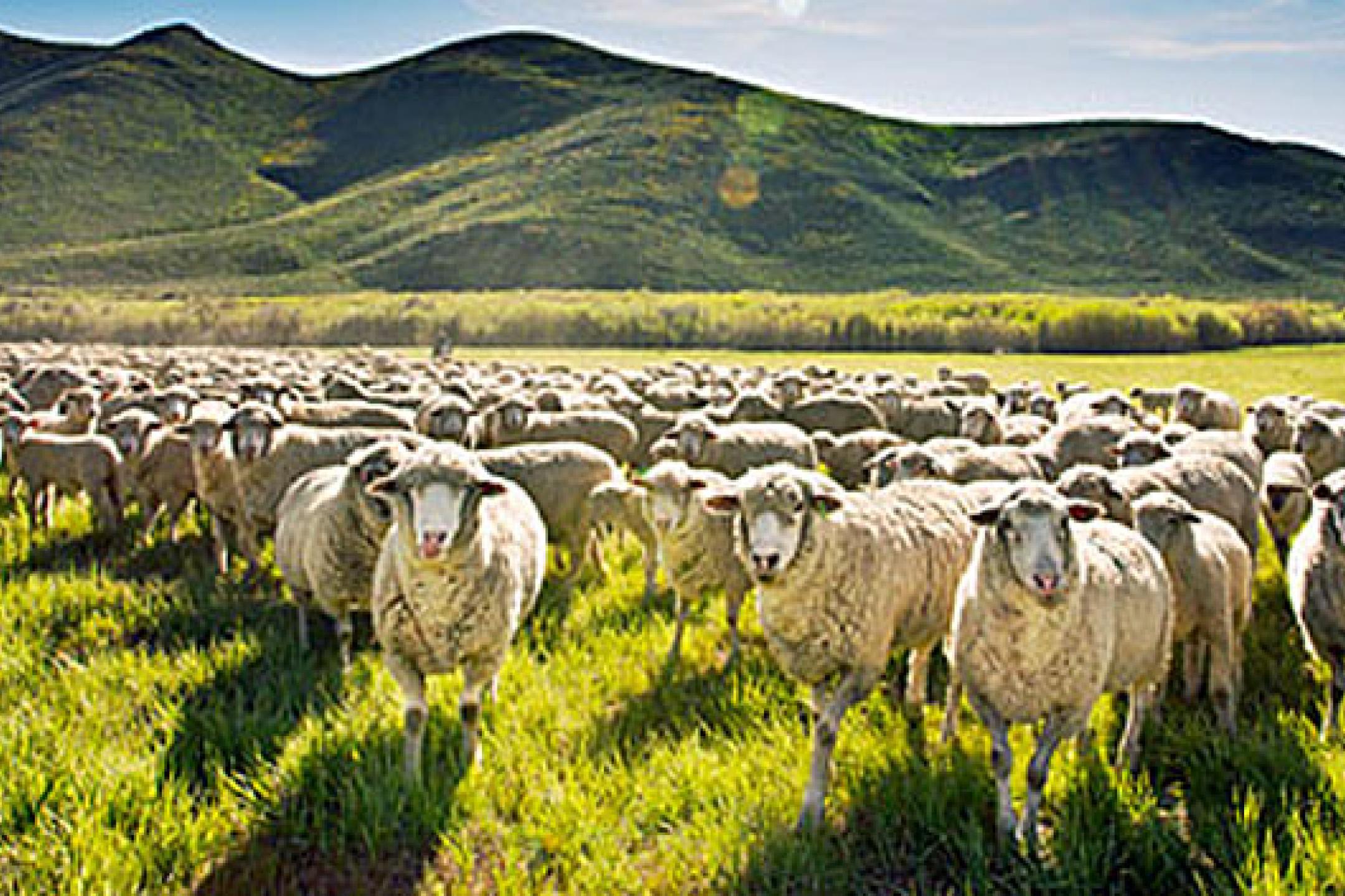Conservation Ranching Bringing Sustainability to Ranching Worldwide | Robert & Patricia ...