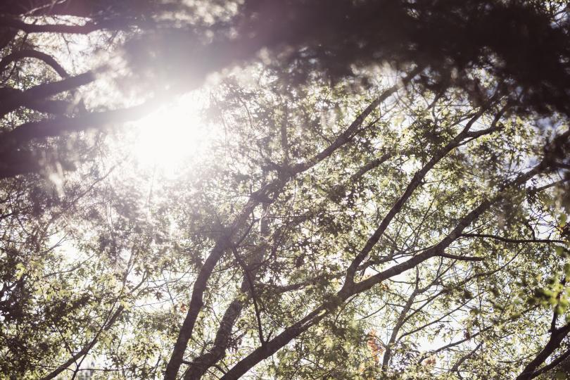 Sunlight filtering through tree branches