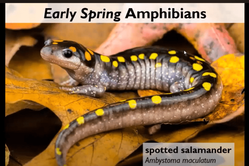 A spotted salamander rests on top of yellow leaves. Text reads “Early Spring Amphibians” above the salamander and “spotted salamander, Ambystoma maculatum” in the bottom right corner of the image. 
