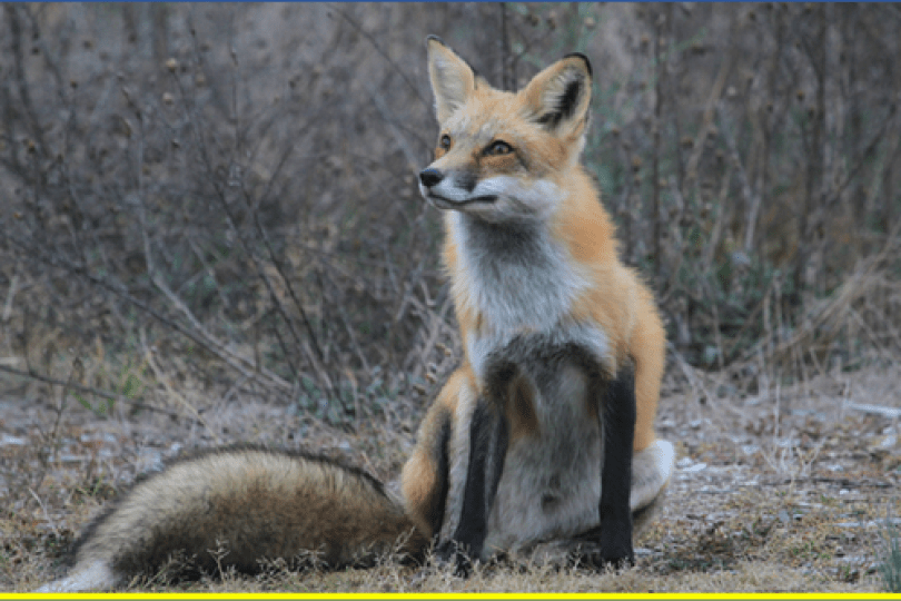 “Wildlife Out Your Window” book cover, showing the book title, and a photo collage of a red fox, a salamander and a blue jay. 