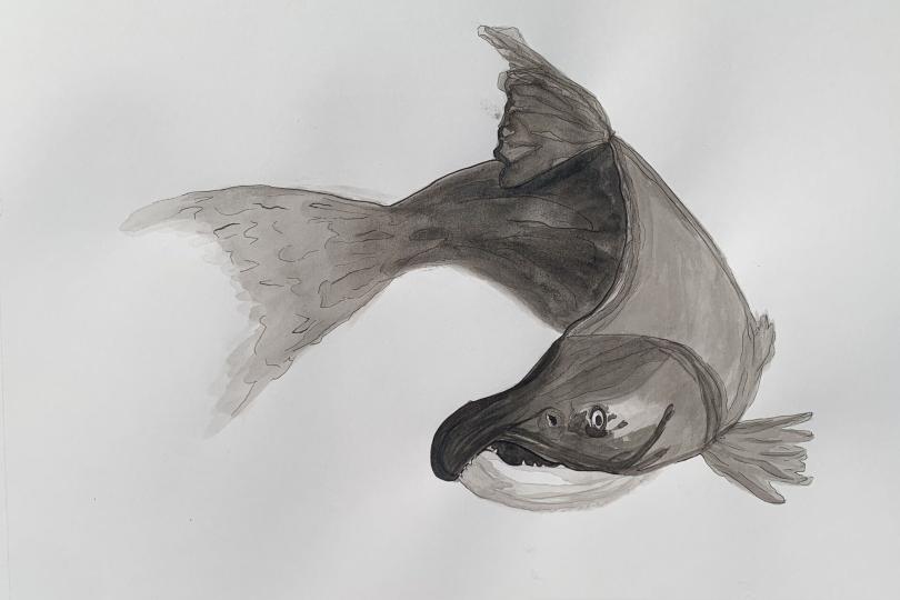 A black and white illustration of Nur (salmon) by Chelsi Sparti