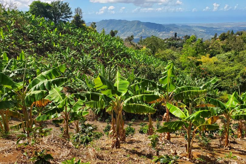 Finca Hacienda López Cortés Villalba before Tropical Storm Ernesto