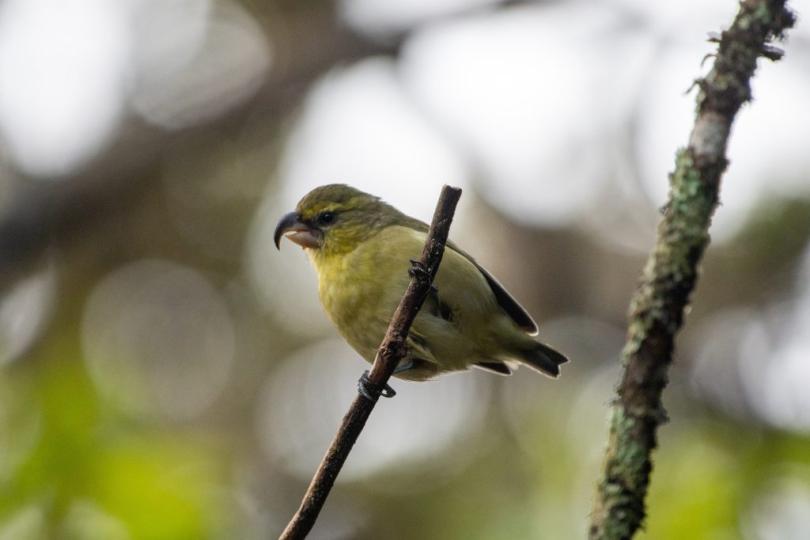 A Kiwikiu, a yellowish bird with a hooked beak, sits on a small branch.