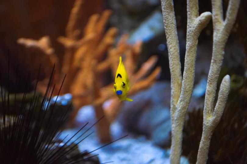 A bright yellow fish with bright blue lips swims at an angle between coral pieces in an aquarium