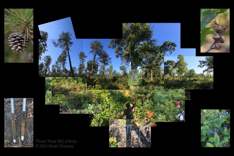 A collage of different photos put together to create a landscape of trees and understory, including soil samples, trees, shadows, a child, blueberries, acorns and pinecones. 