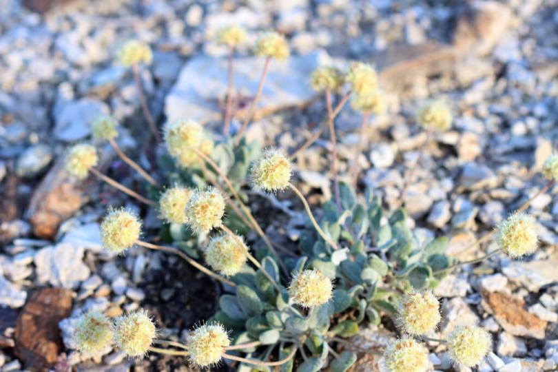 A close up Tiehms buckwheat