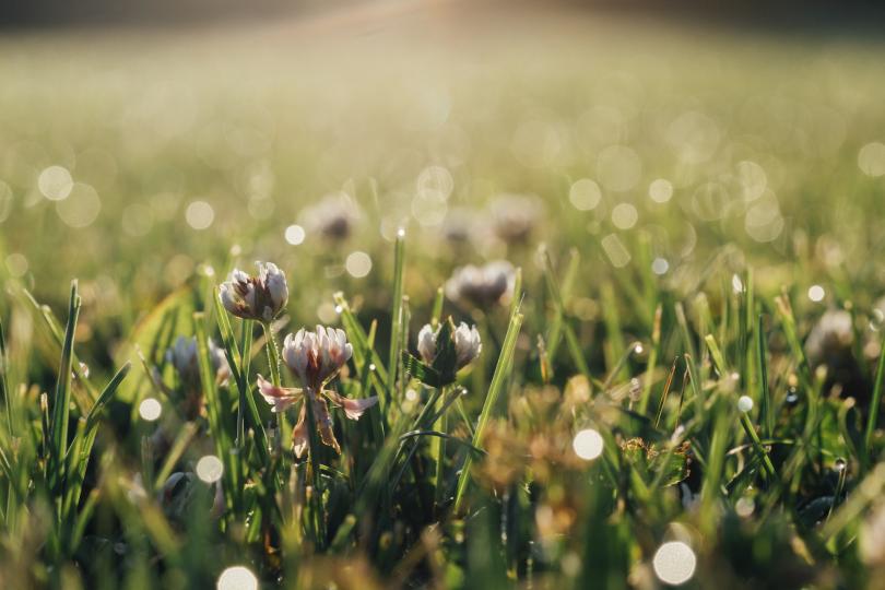 Sunshine on a closeup of dewy grass and white clover