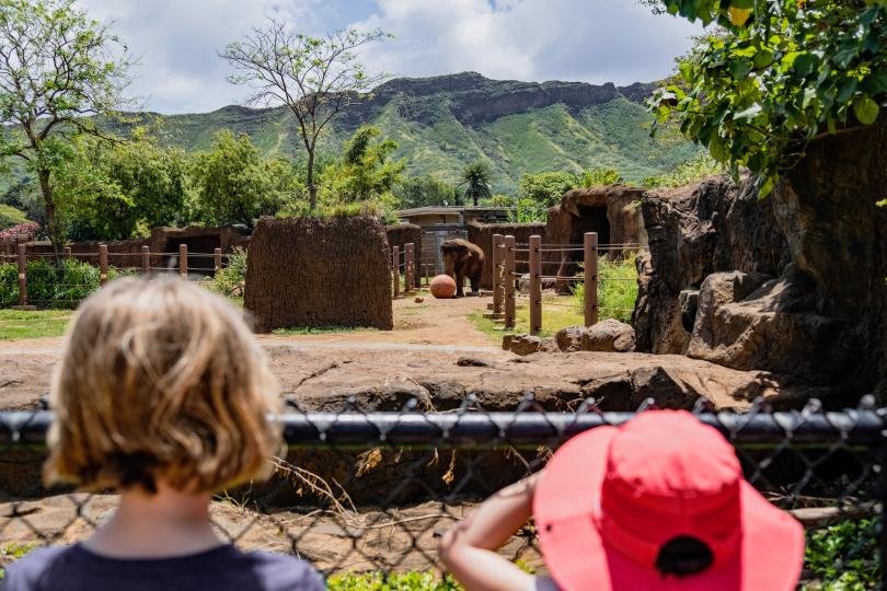 The backs of two kids' heads, who are looking over a fence at an elephant in an outdoor zoo enclosure