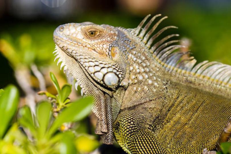 Green Iguana against a background of plants