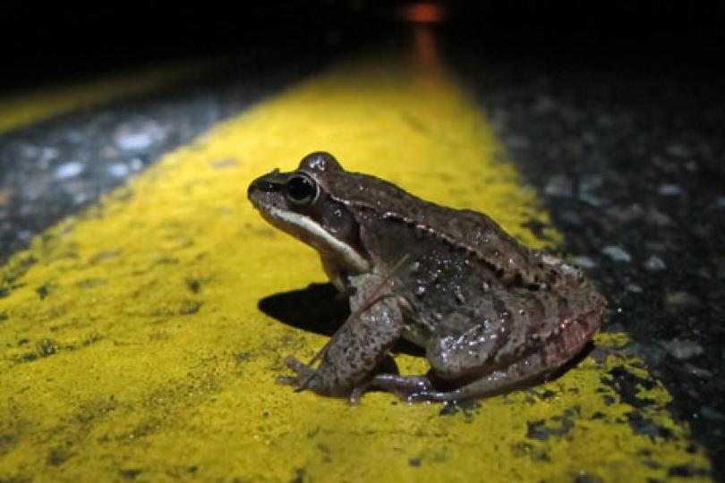 5 Things We've Learned About Addressing Amphibian Road Mortality