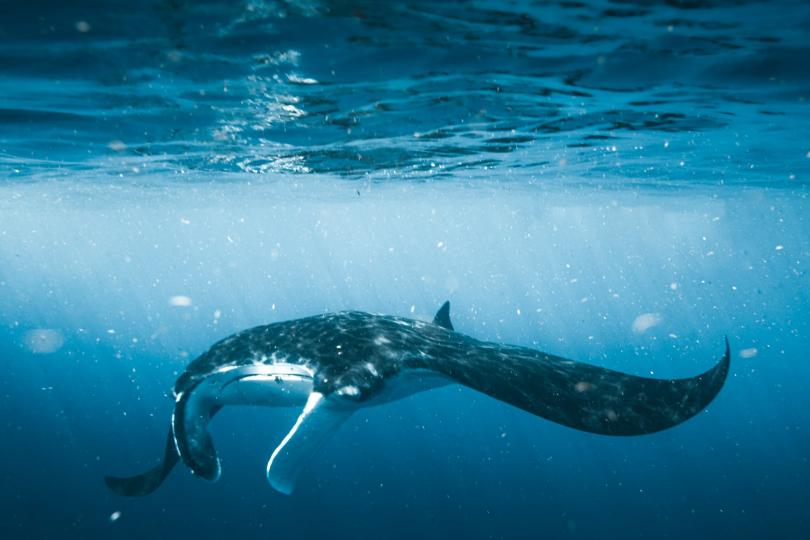 an underwater photo of a manta ray swimming just under the surface of the water, seen from the front.