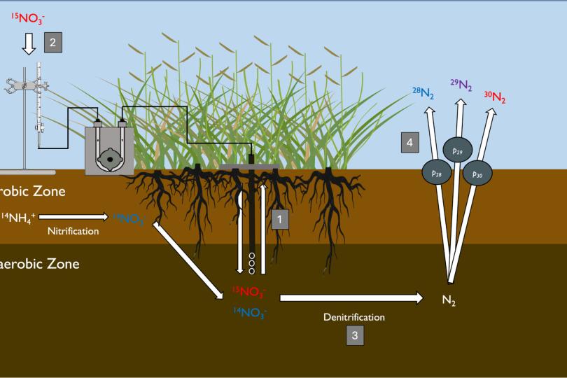 A graphic shows some marsh plants, soil, and test equipment, with arrows portraying the movement of N through the soil and out into the atmosphere. See the paper for a full description. 