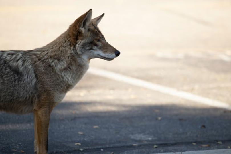 Profile view of a coyote looking across a paved road