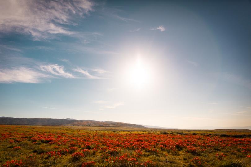A landscape of blooming orange flowers with hills and a sunny blue sky in the background. 