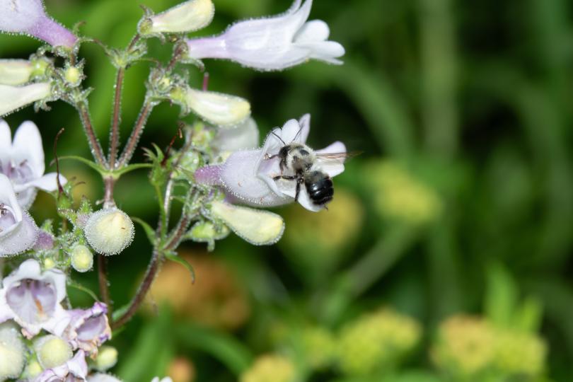A bumblebee enters a white and light purple tubular flower.