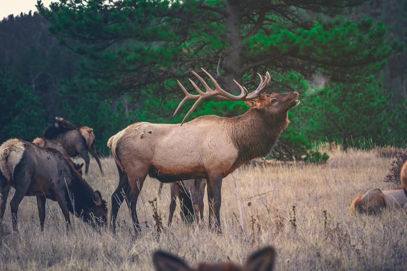 A herd of elk stand in tall brown grass in front of green trees. A male elk bugles. 