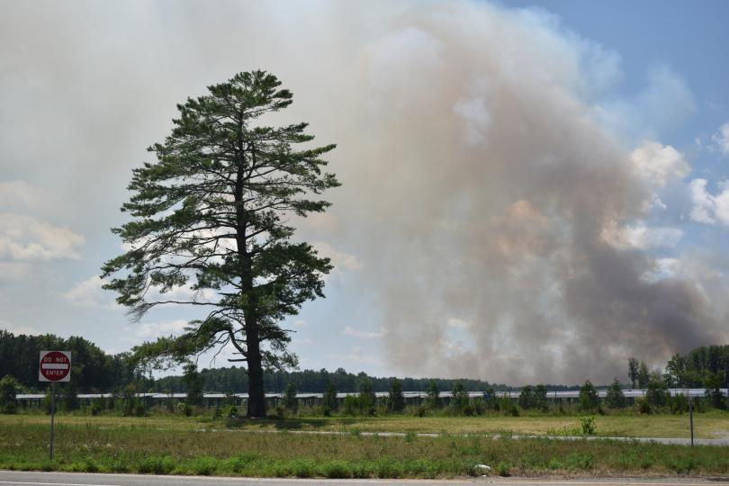 A large pine tree and a grassy field are seen from a roadside, with smoke billowing into a blue sky in the background.